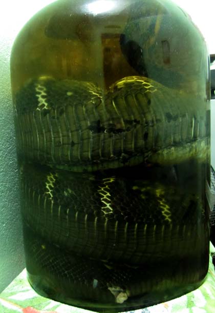 Nữ[-]đại[-]gia[-]và[-]niềm[-]đam[-]mê[-]“quái[-]thú”[-]hổ[-]chúa[-]dài[-]7m